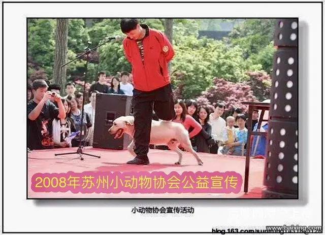 常熟训犬基地宠物寄养 - 图片 7
