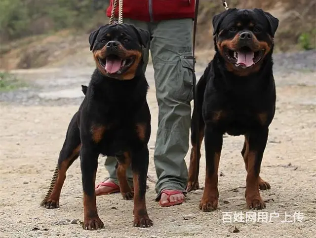 德系罗威纳幼犬出售 高大威猛四肢粗壮品相好 - 图片 1