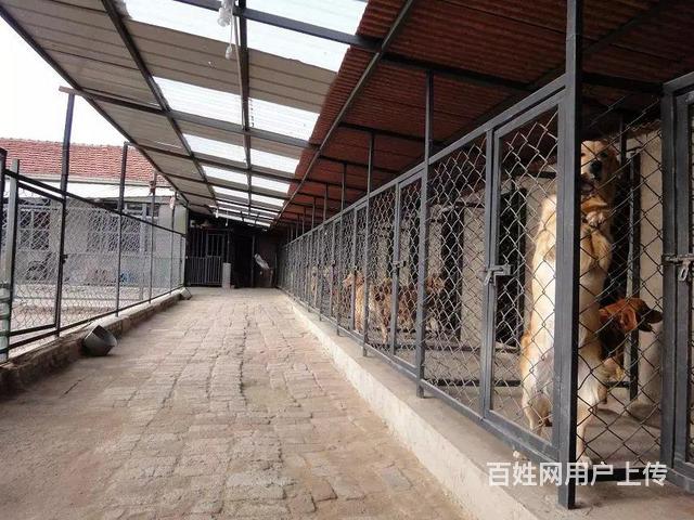 山东泰安市养狗场位置德国牧羊犬繁育基地