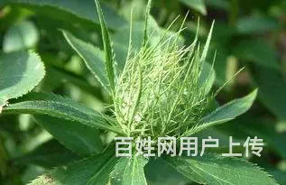 湖北百草堂苍术种植纯正驯化，上门提供成熟种植技术 - 图片 1
