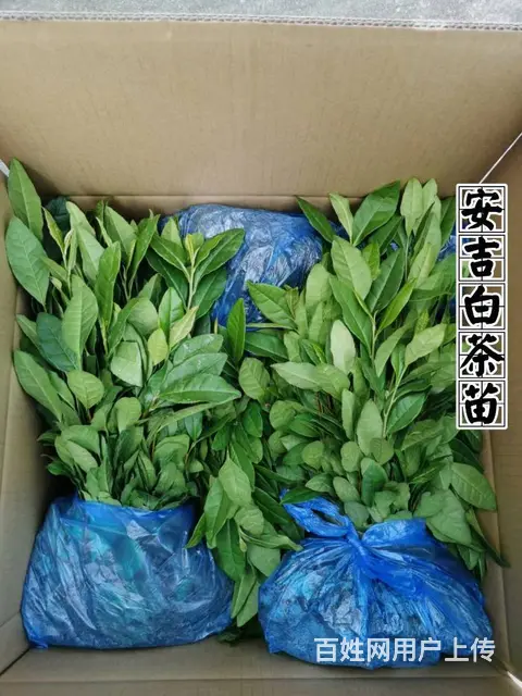 安吉白茶 黄金叶茶 奶白茶 茶苗直销 价格面议 - 图片 3