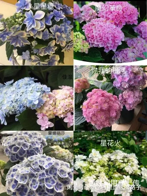 大量出售月季花草莓苗玫瑰花无尽夏绣球草花 - 图片 3