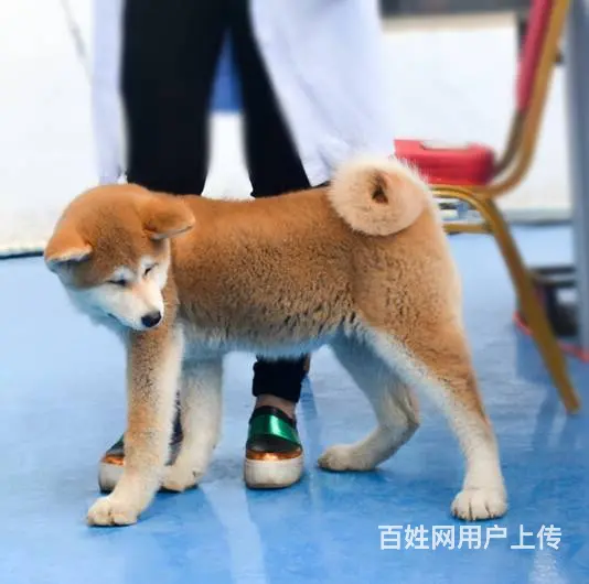 售日系秋田犬 忠犬日本秋田骨架大多只待选 - 图片 4