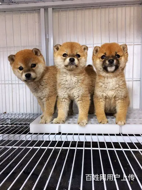 赛级日系柴犬、白脸体正纯种柴犬出售，包空运 - 图片 1