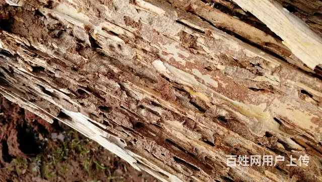 旌阳判断家里有无白蚁的方法白蚁防治黑色的蚂蚁是白蚁 - 图片 3