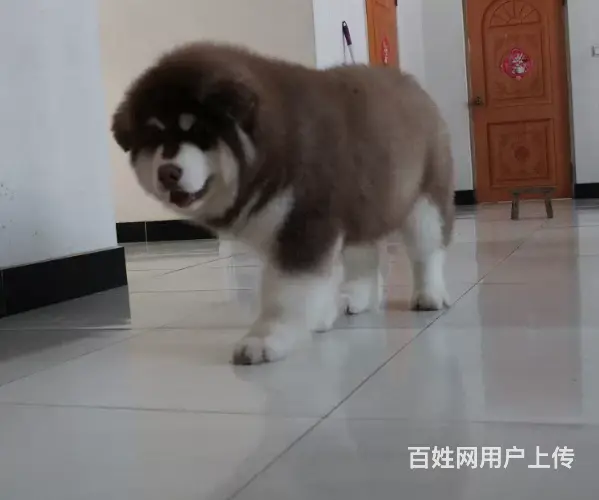 包头哪有卖阿拉斯加犬的 品相好骨骼壮毛量足 包纯种健康 - 图片 4