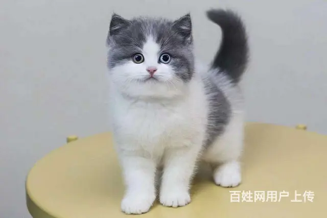 哪里有短毛猫卖的 纯种健康 短毛猫有什么习惯 - 图片 1