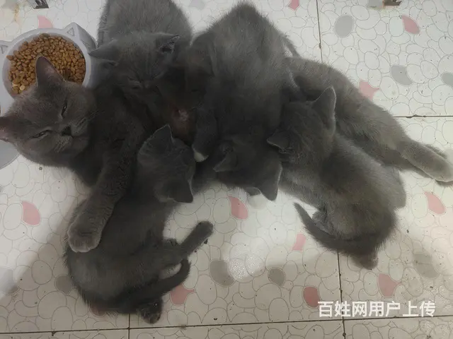 蓝猫出售公母都有 - 图片 2