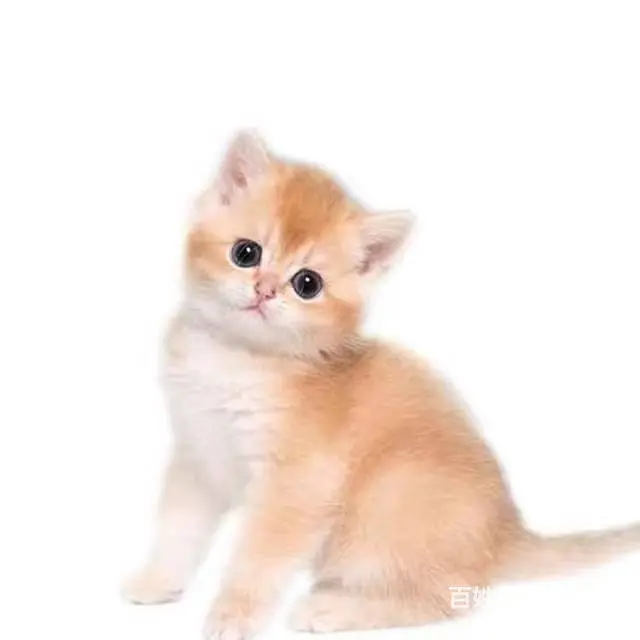 常州CFA认证猫舍金渐层多少钱一只保纯种健康 - 图片 2