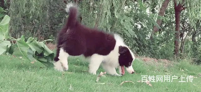 出售   高品质边牧宝宝【益帆边境犬舍】 - 图片 1