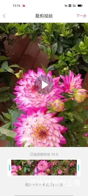 大量出售月季花草莓苗玫瑰花无尽夏绣球草花 - 图片 4