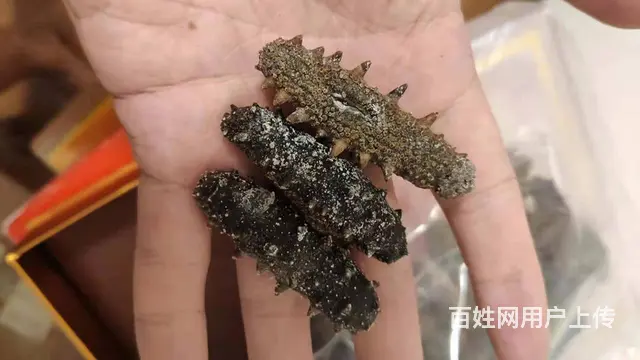 回收晓芹海参《晓芹海参回收》价格一览表全国上门可邮 - 图片 2