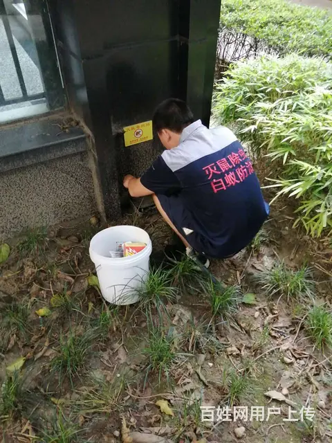 广汉白蚁防治公司，什邡白蚁防治公司，德阳杀白蚁公司 - 图片 5