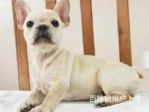 出售赛级血统法国斗牛犬 纯种斗牛幼犬 白色黑色海盗 - 图片 1
