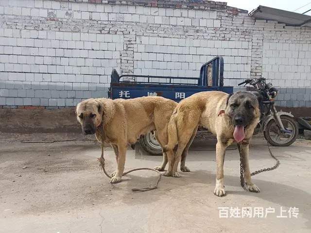 坎高犬成犬繁殖首选 - 图片
