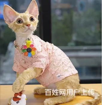 德文卷毛猫市场价多少 德文真的不掉毛吗 图片价格 - 图片 6