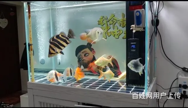 着急卖观赏鱼 - 图片 1