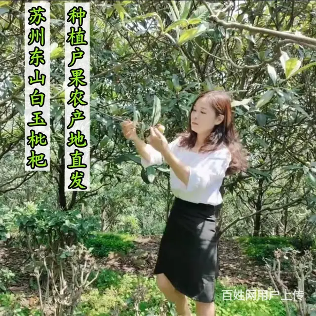 72颗特大果.本地苏州东山白玉白沙枇杷新鲜采摘 - 图片 1