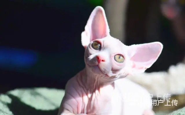 枣庄纯种双血统无毛猫怎么卖 - 图片 11