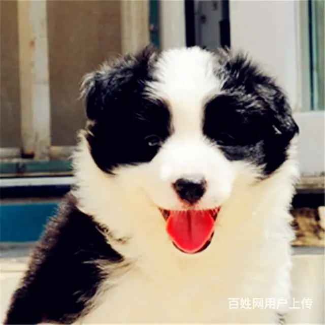 辽阳卖边牧的基地 哪里有边牧交易市场 - 图片 12