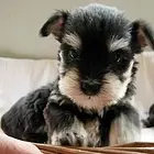喀什哪里可以买到精品雪纳瑞犬 雪纳瑞连锁店