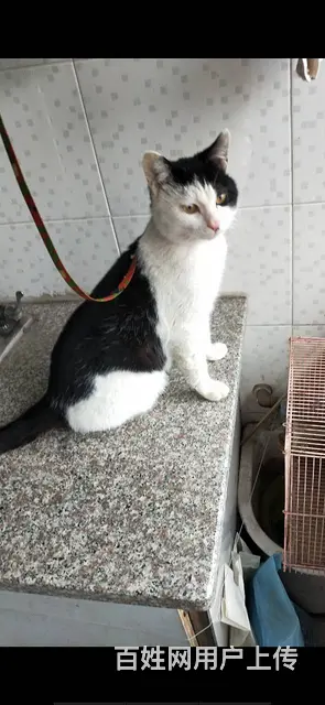 猫猫0元购 - 图片 2