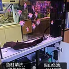 出售各种观赏鱼，鱼缸清洗维修