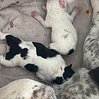 法国斗牛犬