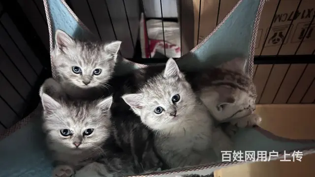 超级漂亮的银渐层和布偶猫的小崽崽，柔软、细腻、温顺 - 图片 2