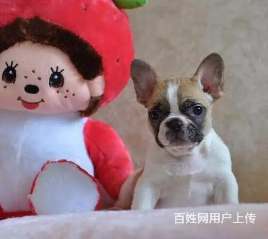 抚顺哪里有基地直销高品质法国斗牛犬出售，公母均有多 - 图片 3