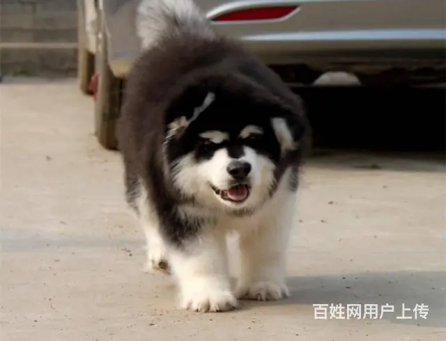 出售巨型阿拉斯加雪橇犬 终身售后质保 - 图片 9