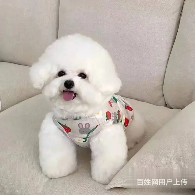 纯种比熊犬业 赛系比熊幼犬 保健康签协议 - 图片 2
