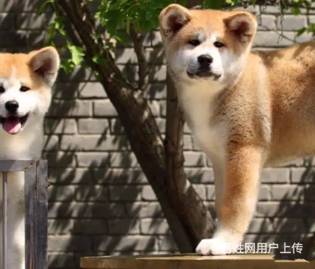高品质日系秋田犬 秋保证书齐可挑 疫苗驱虫已做 - 图片 6