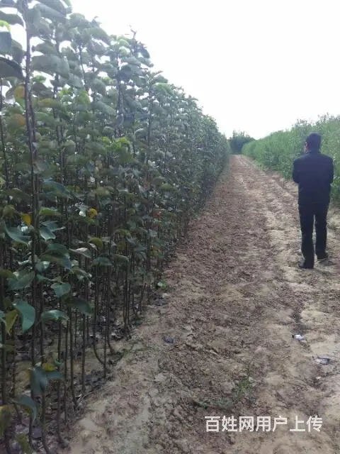 大量占地桃苗，苹果苗，梨苗。杏苗，核桃苗 - 图片 1