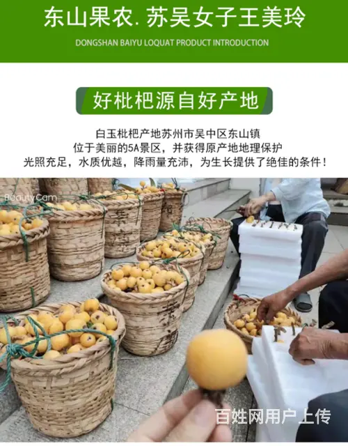 72颗特大果.本地苏州东山白玉白沙枇杷新鲜采摘 - 图片 7