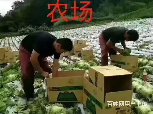 出国劳务费用低 - 图片 4
