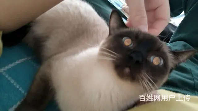 暹罗猫加笼子 - 图片 2