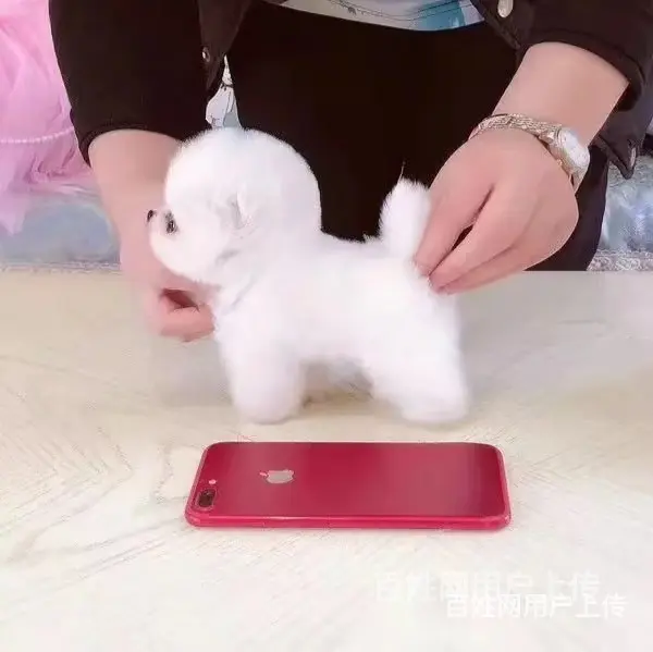 [货到付款犬舍]天门有博美卖吗 博美多少钱 - 图片 3