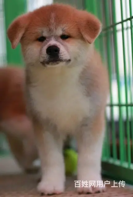 出售纯种秋田.幼犬宝宝 健康质保公母都有 - 图片 3