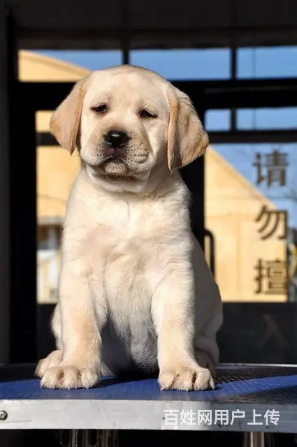纯种拉布拉多犬，赛级拉不拉多犬，终身包品质 - 图片 3