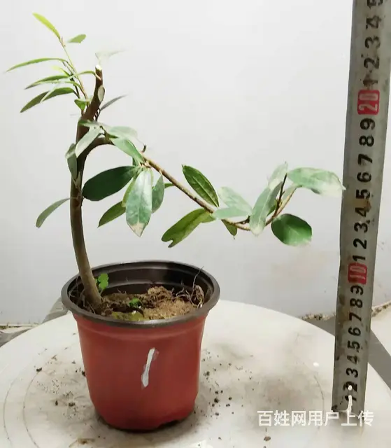 花木盆景电商平台淘宝网盛世鑫毅植物园艺术总监杨世毅 - 图片 6