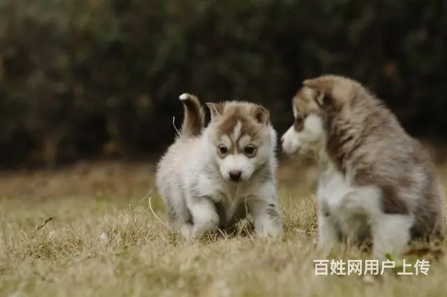 纯种哈士奇犬 北京哈士奇犬舍 打完疫苗.包纯健康C - 图片 3