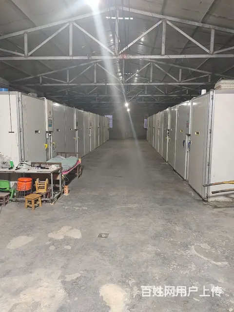 兴平鸡苗孵化场 - 图片 3