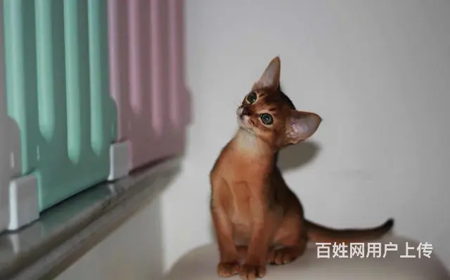 阿比西尼亚猫价格 红阿比猫体重 红阿比好养吗 - 图片 6