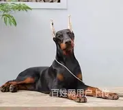 【货到付款犬舍】九江杜宾多少钱 杜宾好养吗 哪里有卖图