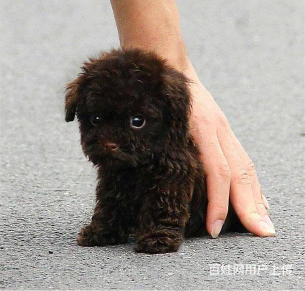 泰迪犬出售 赛级泰迪犬价格 泰迪犬舍直销的图片