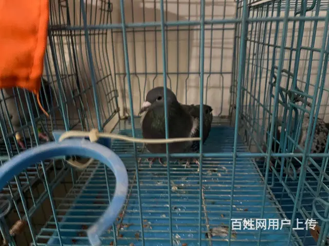 种鸽信鸽榕城梅云看鸽子 - 图片 5