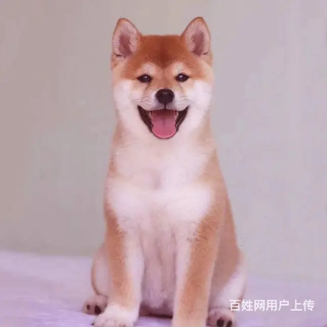 纯种日本柴犬多少钱 北京哪里有卖柴犬 纯种柴犬价格 - 图片 7