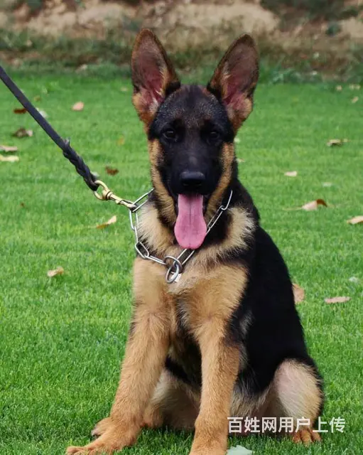 纯种德国牧羊犬 锤系德牧幼犬多少钱 德牧犬好养吗 - 图片 4