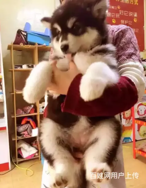 邢台本地出售家养阿拉斯加犬 纯种阿拉斯加 疫苗齐全 - 图片 2